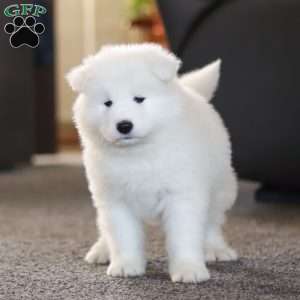 Simon, Samoyed Puppy